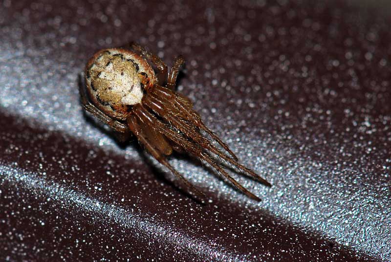 Zygiella atrica